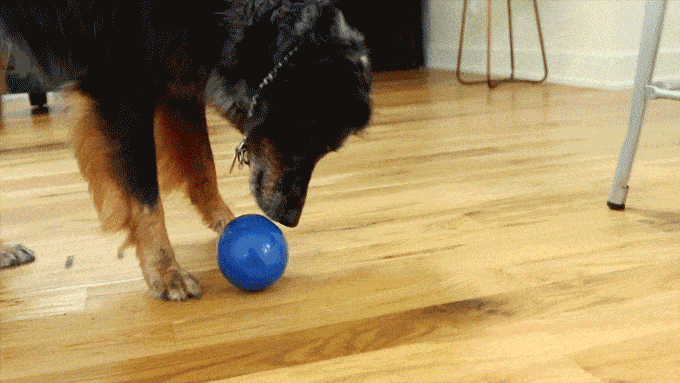 Tikr time! So much fun for dogs!