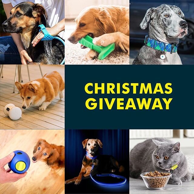 Christmas mood is officially on. We&rsquo;ve had a crazy year. We want to thank all our followers for being with us and spreading love toward all pets in the world.
By the way, have you grabbed a gift for your pup? If not, then this is the right time