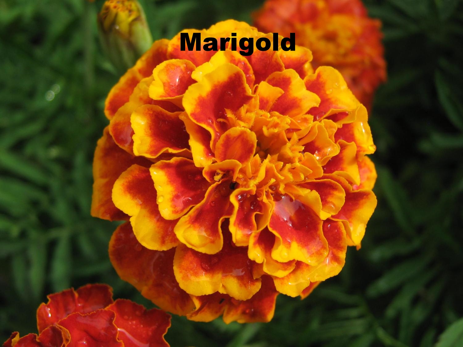 marigold-flower-1-2592x1944.jpg