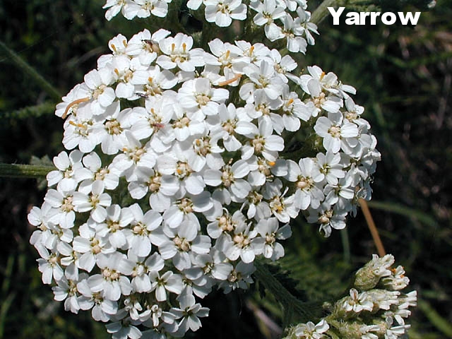 yarrow2.jpg