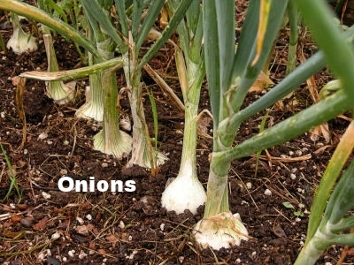 onion_plants.jpg