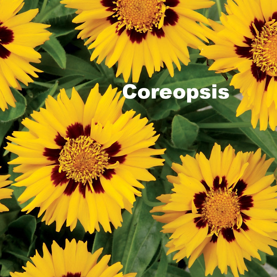 coreopsis-sun-fire.jpg