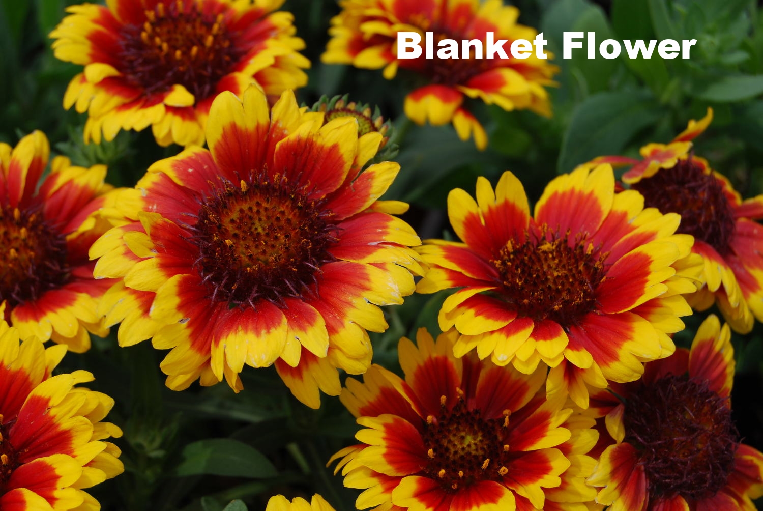Gaillardia-Blanket-Flower.jpg