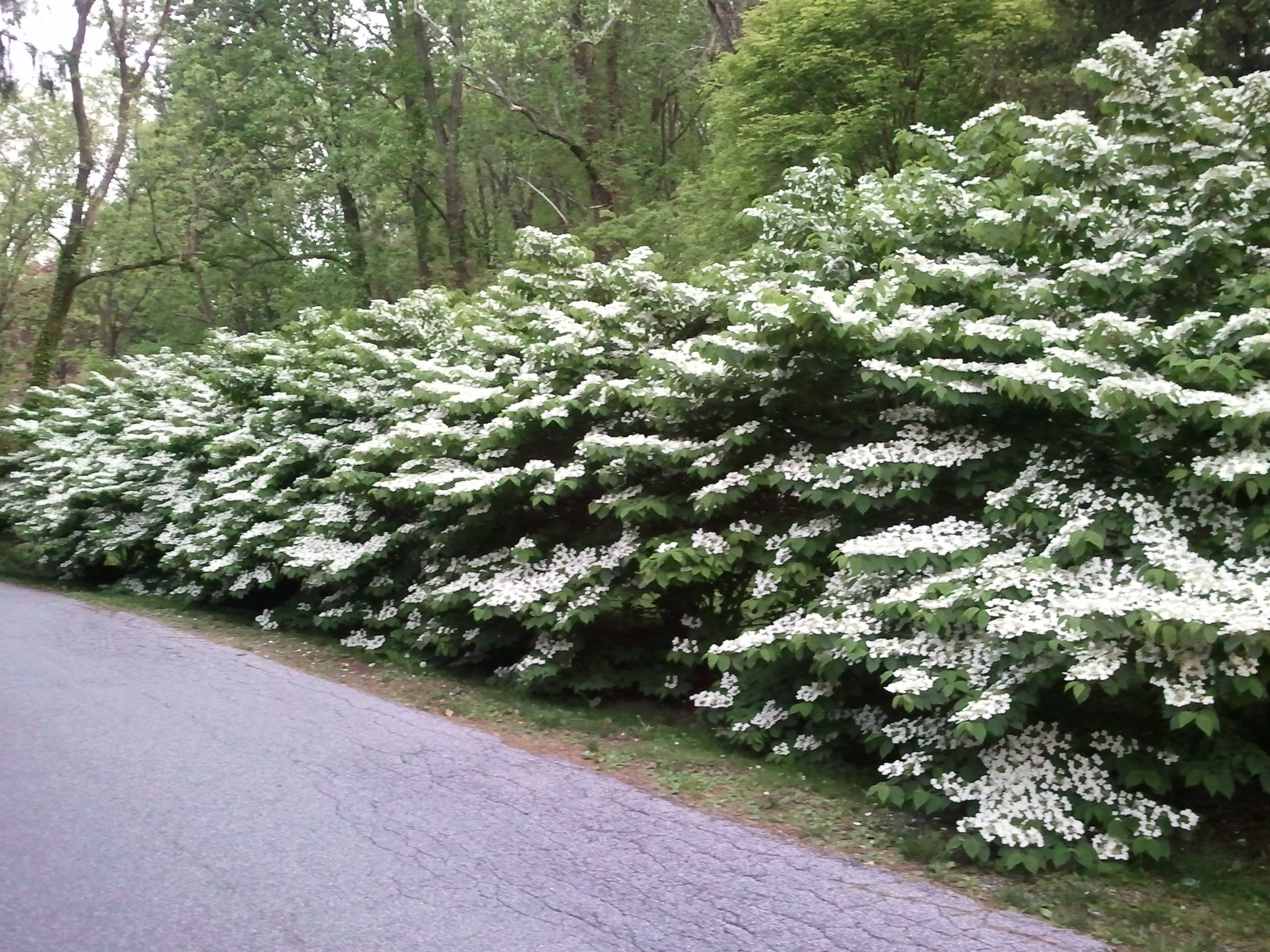 2012-05-01 19.28.19.jpg