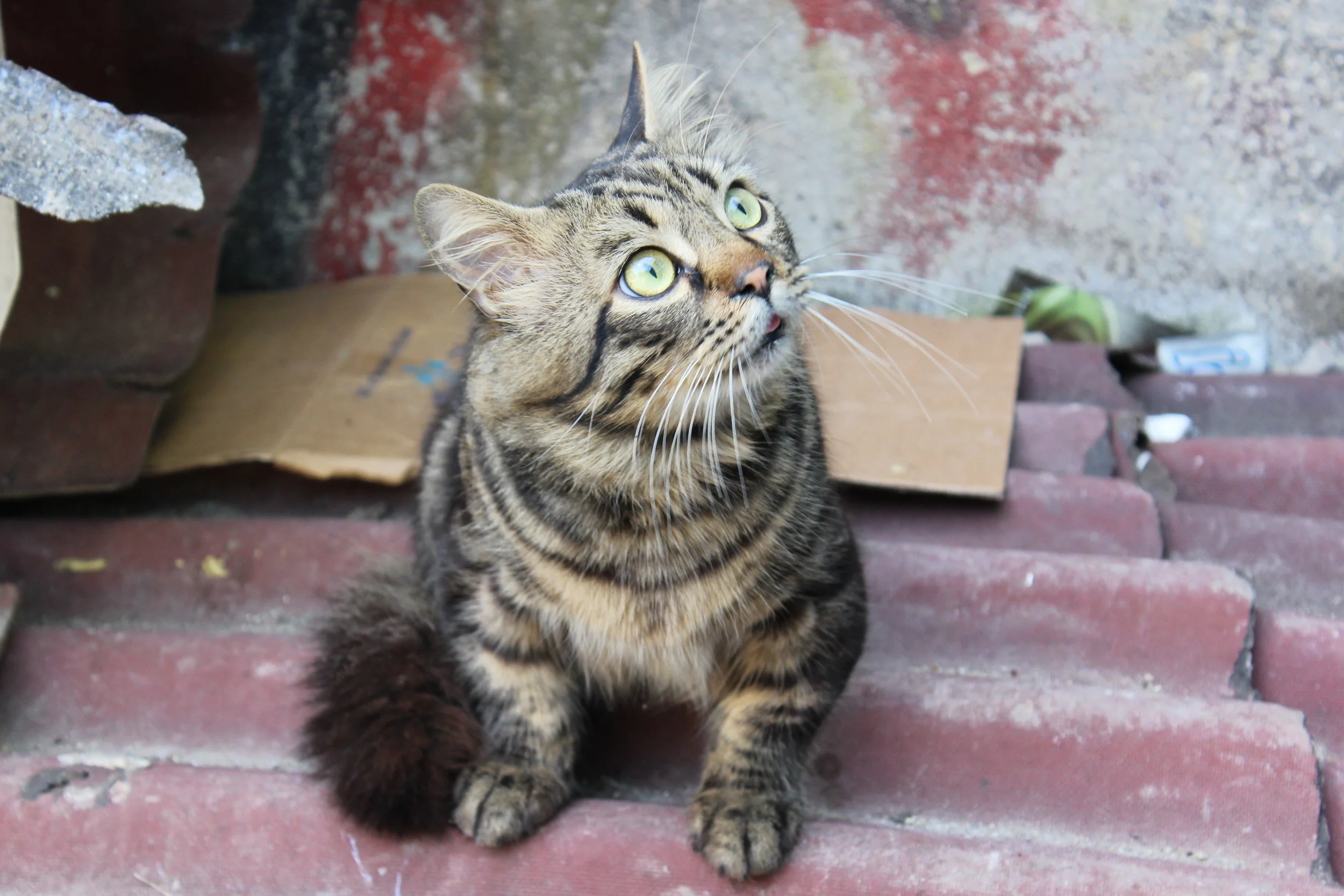Come See Turkey, Day 3: Balat Neighborhood