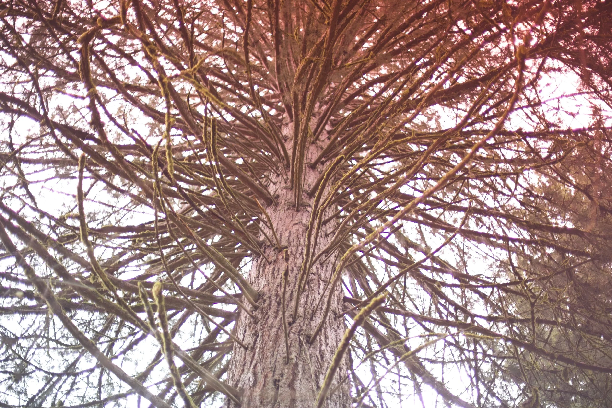 Leach Botanical Garden, 2 of 2