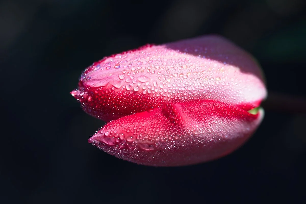 Wooden Shoe Tulip Fest 2026