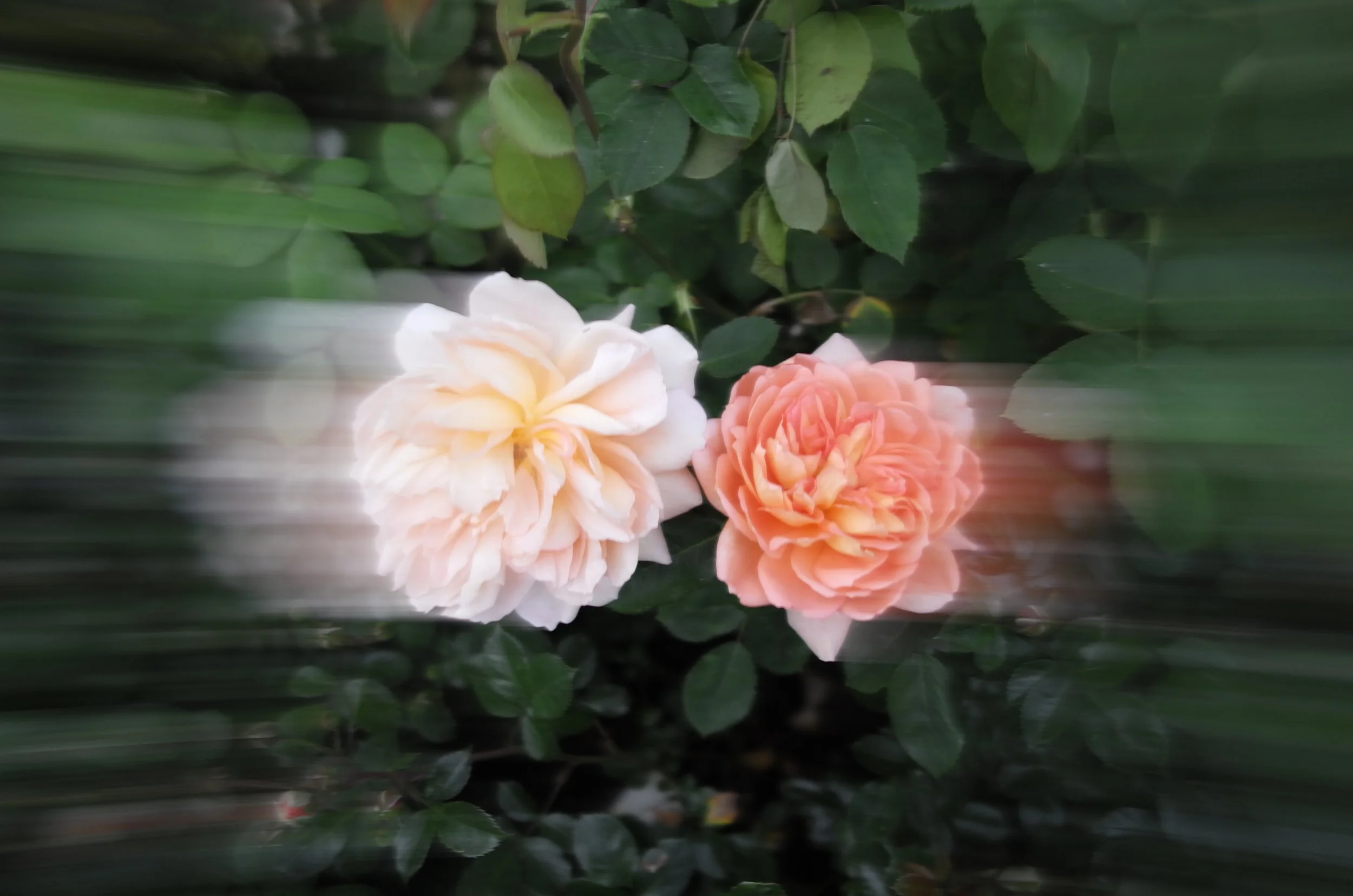 International Rose Test Garden