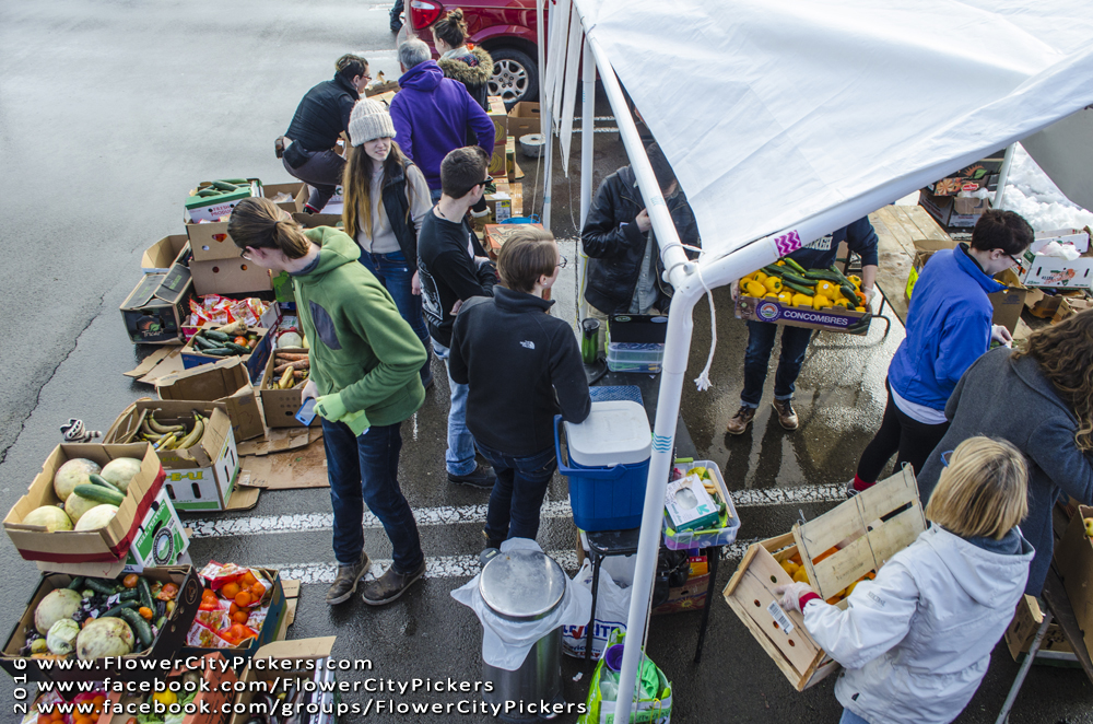 Flower City Pickers volunteers sort through produce. Photo provided by FCP.