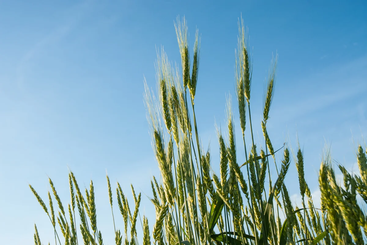 why wheat nerds matter by matt kelly 1.jpg
