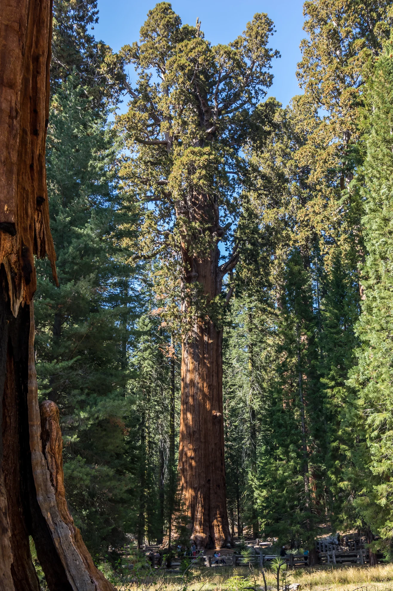 Der General Sherman. Der Größte (nicht höchste) Baum der Welt. Zum Vergleich siehe die Menschen an der Basis.