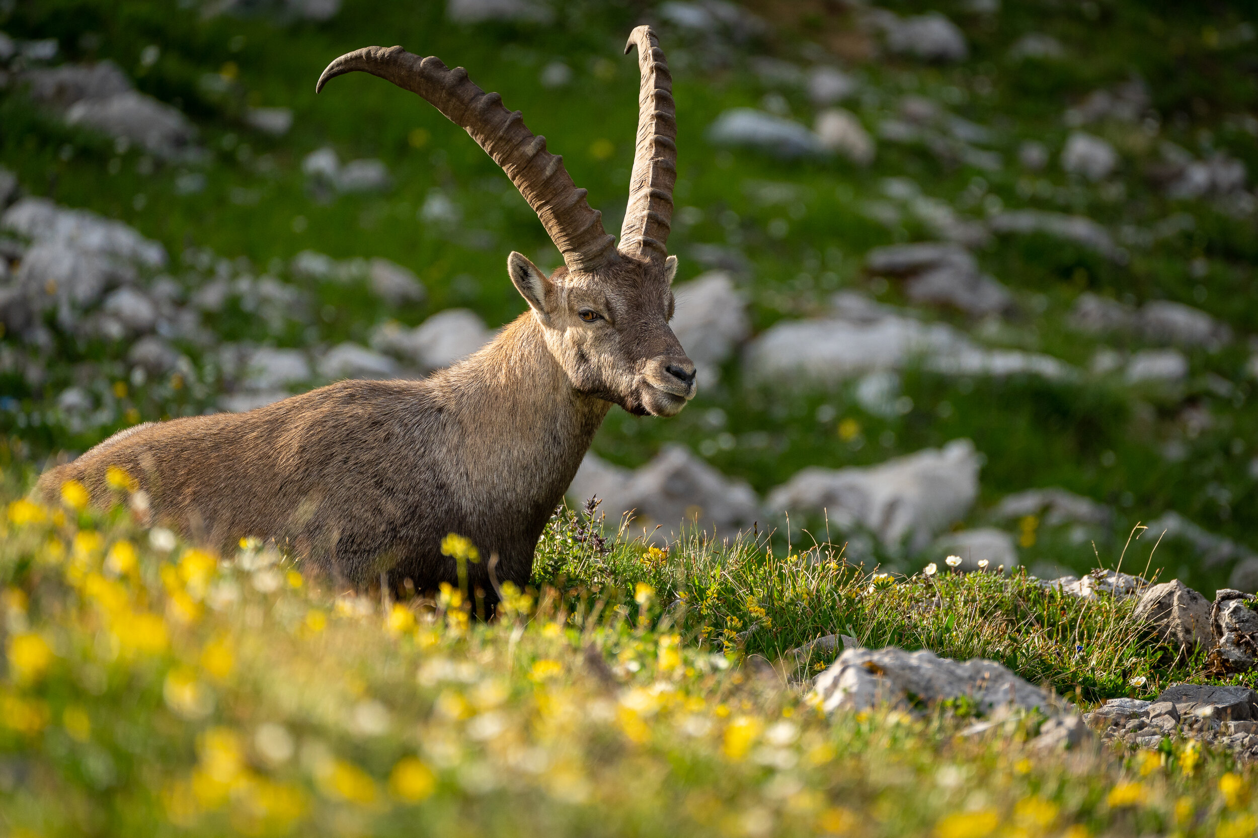 Steinbock nahe der Memminger Hütte