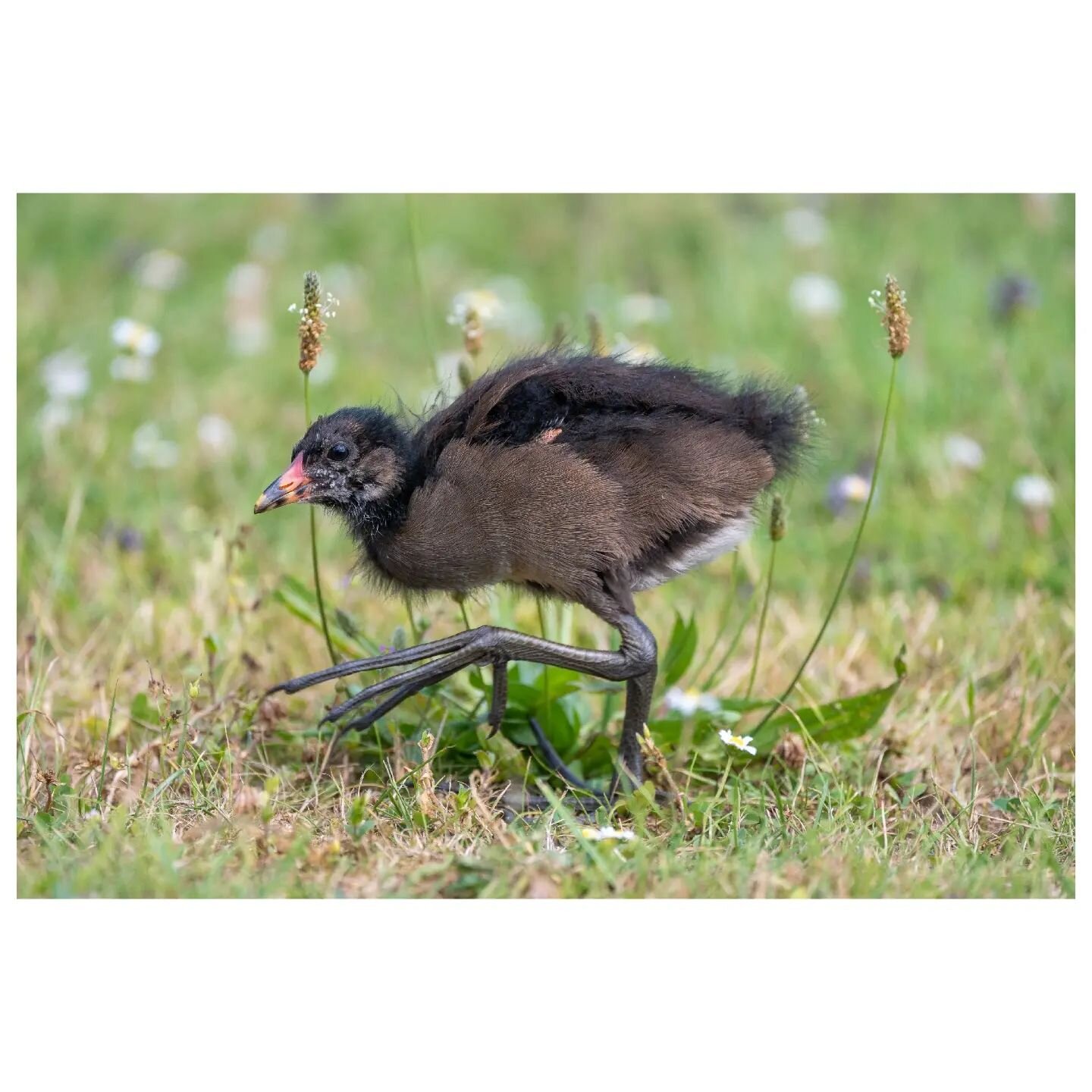 At my latest visit at the botanical garden I was fascinated by the chicks of there common moorhen. The adults have big feet, but on the chicks these feet seemed enormous. But they will grow into them eventually. We all had to. (Perhaps not enormous f