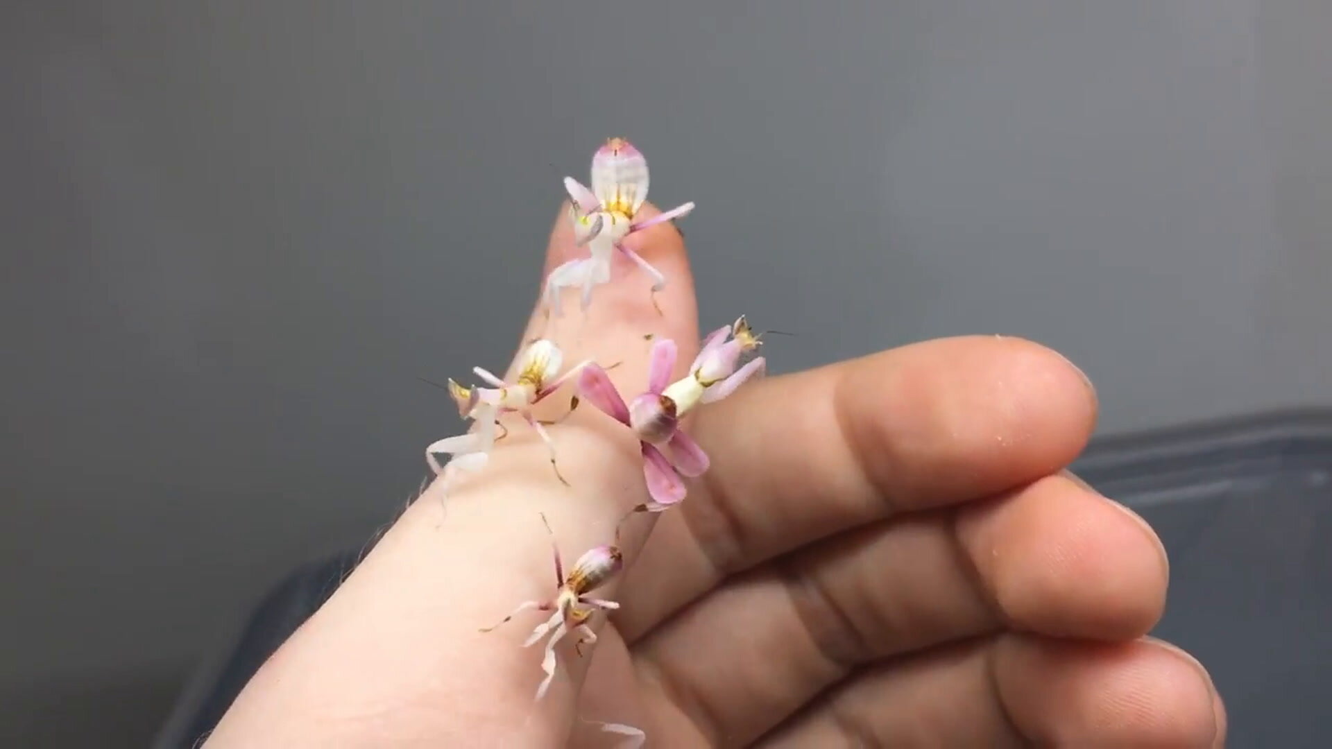 Orchid Mantis Babies, Insect Haus