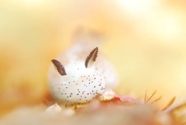 Bunny Sea Slug, Jorunna parva, Photo by: D.Hatanea