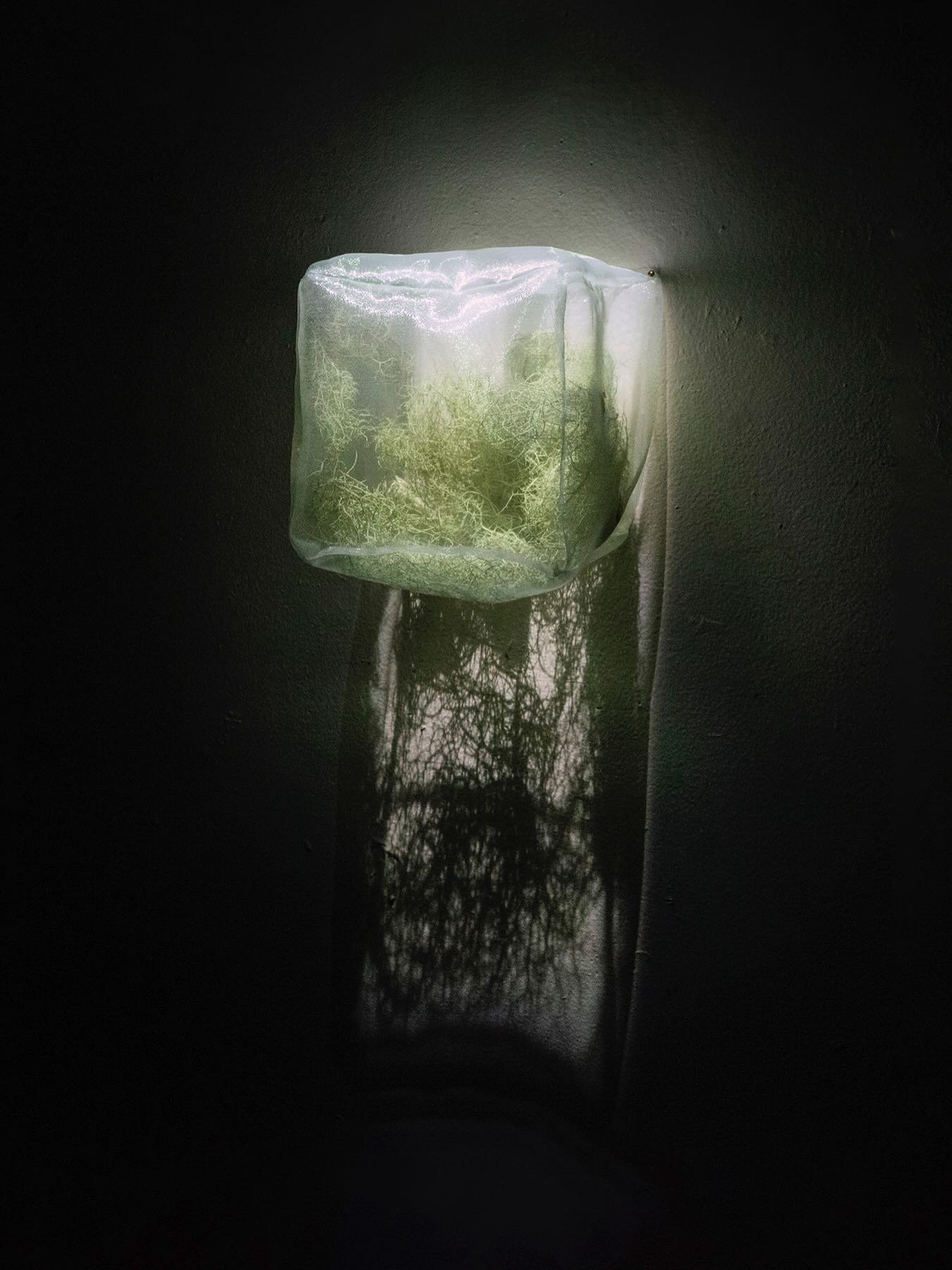 HOLDING ME, HOLDING YOU By Pamela Hadley
📍 Carnation Contemporary, 8371 N Interstate Ave
🗓️ Jan 10 - Feb 1, 2026
✨Opening reception Saturday, Jan. 10, 5&ndash;8 p.m.
⏳ Hours: Sat-Sun 12-5 p.m.
🆓 to the public

An immersive installation featuring a