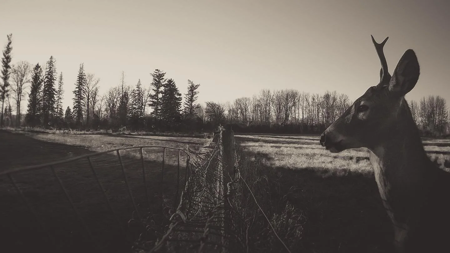 Deer Diary by Lauren Grabelle
📍 Blue Sky Gallery, 122 NW 8th Ave., Portland
🗓️ Jan 8 - 31, 2026
⏳ Hours: Wed-Sat, 12-5 p.m.
🆓 to the public

Lauren Grabelle&rsquo;s Deer Diary explores where fine art, documentary practice, and wildlife photography