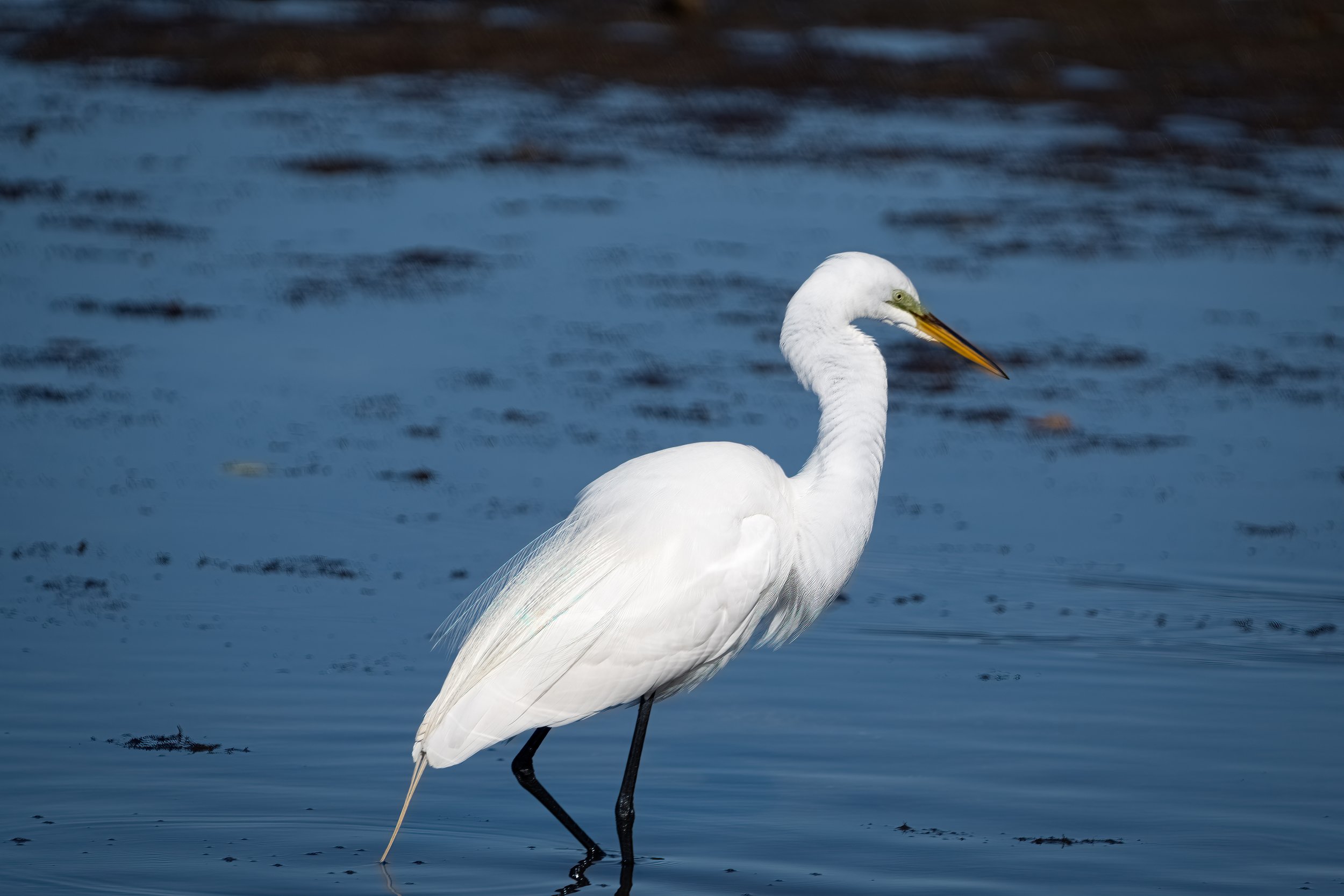 Florida Waders - 2.jpg