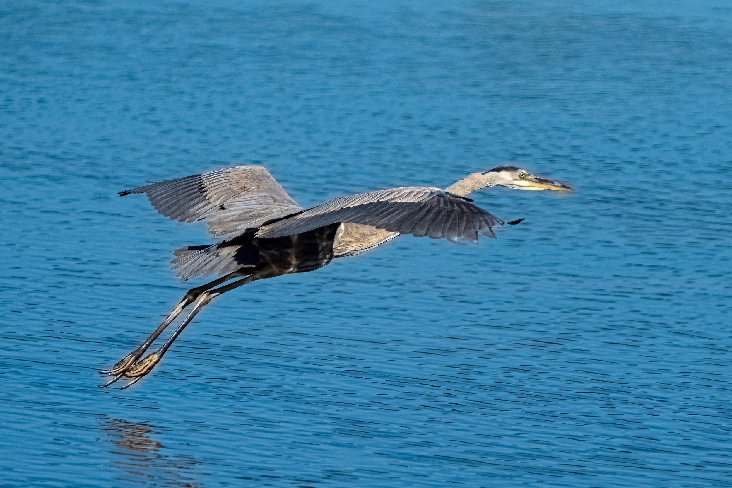 Florida Waders - 3.jpg