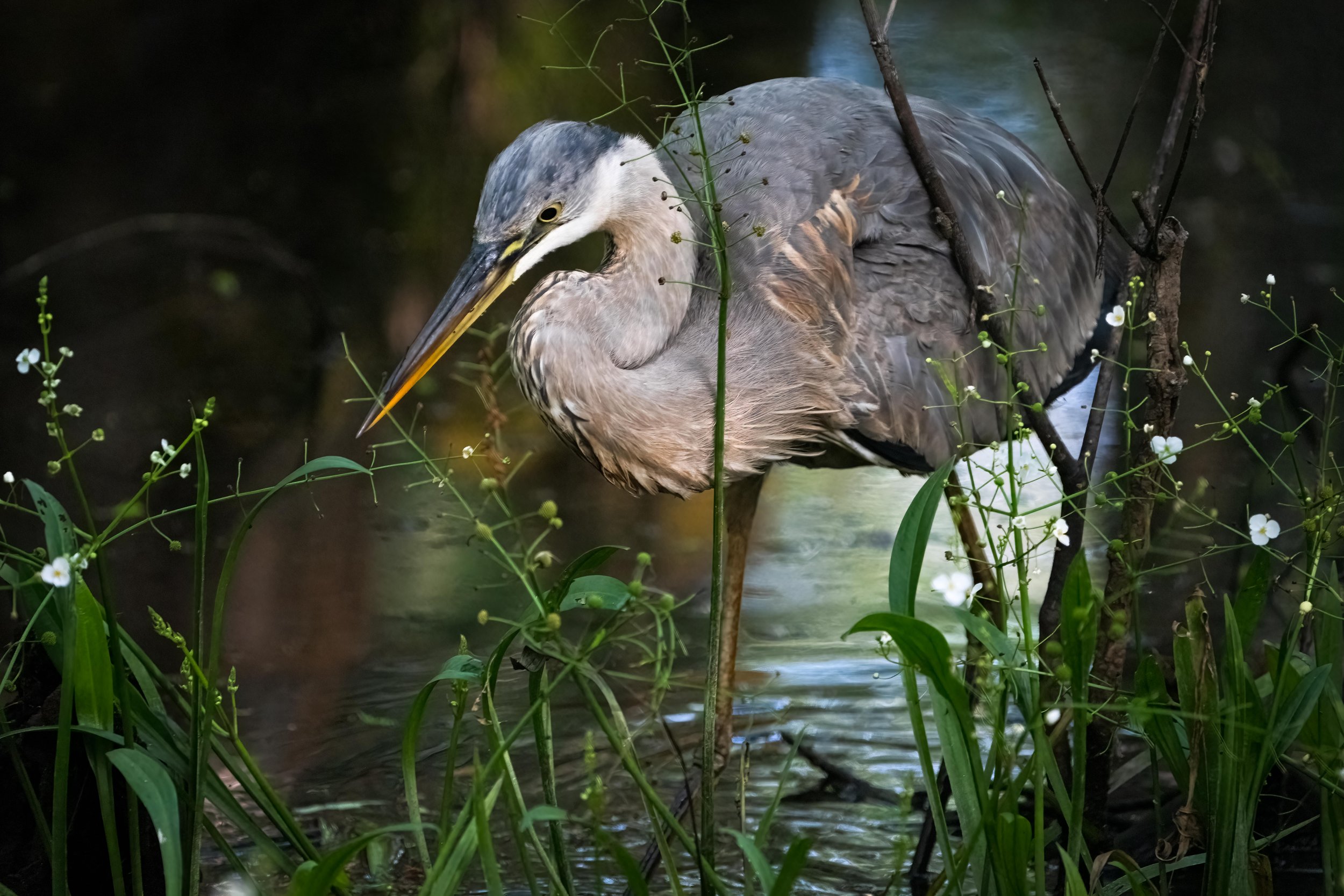 Florida Waders - 6.jpg