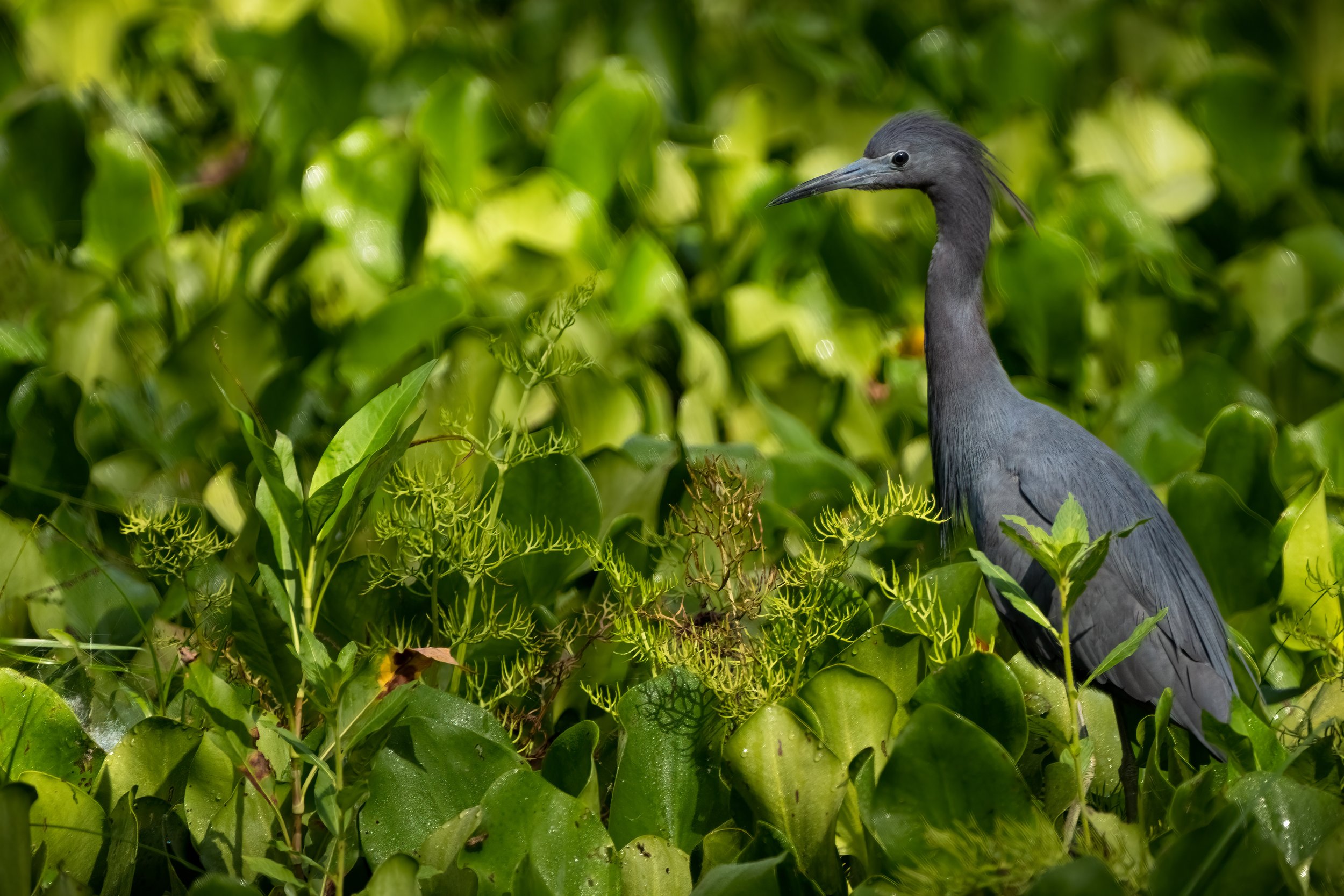 Florida Waders - 10.jpg