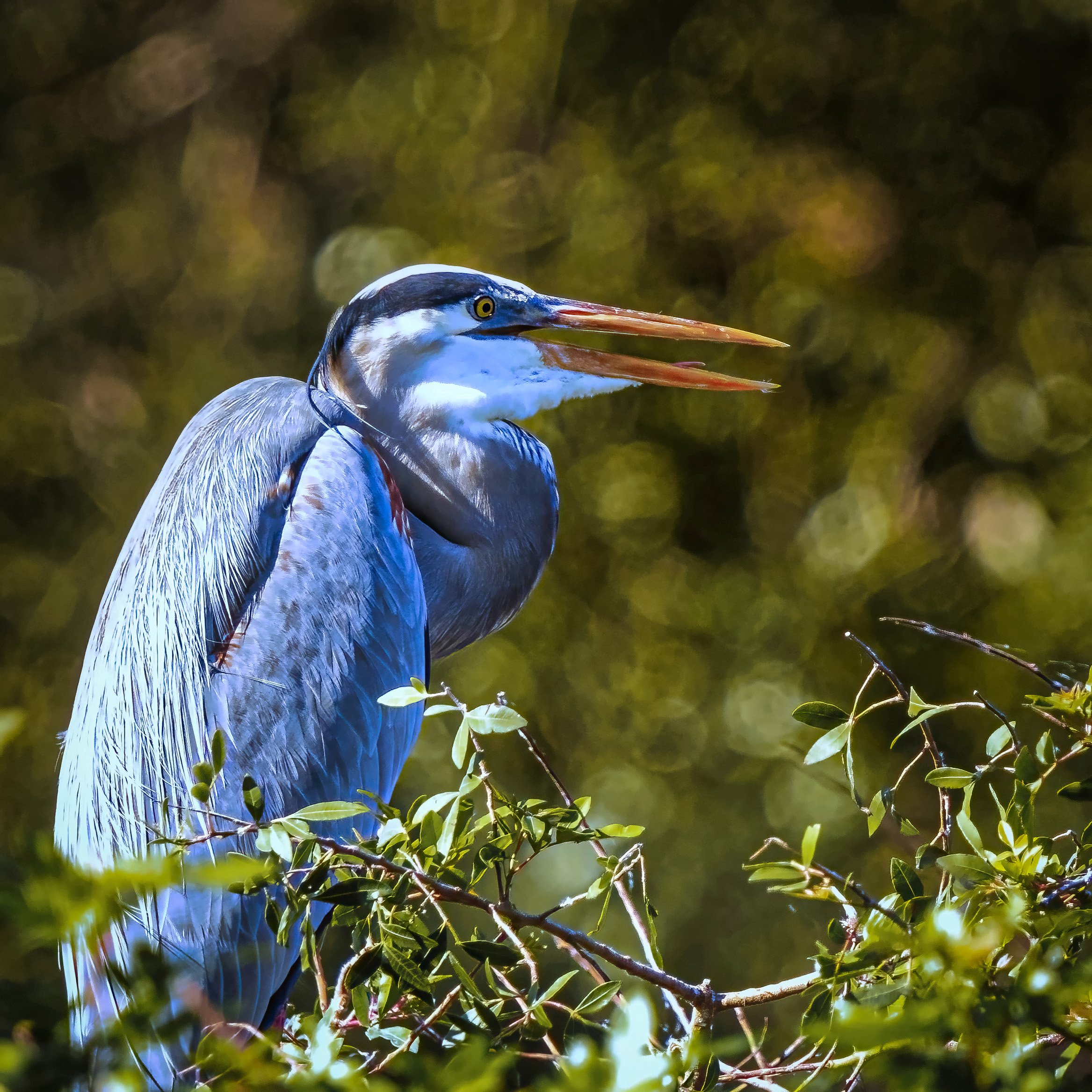 Great Blue Heron.jpg