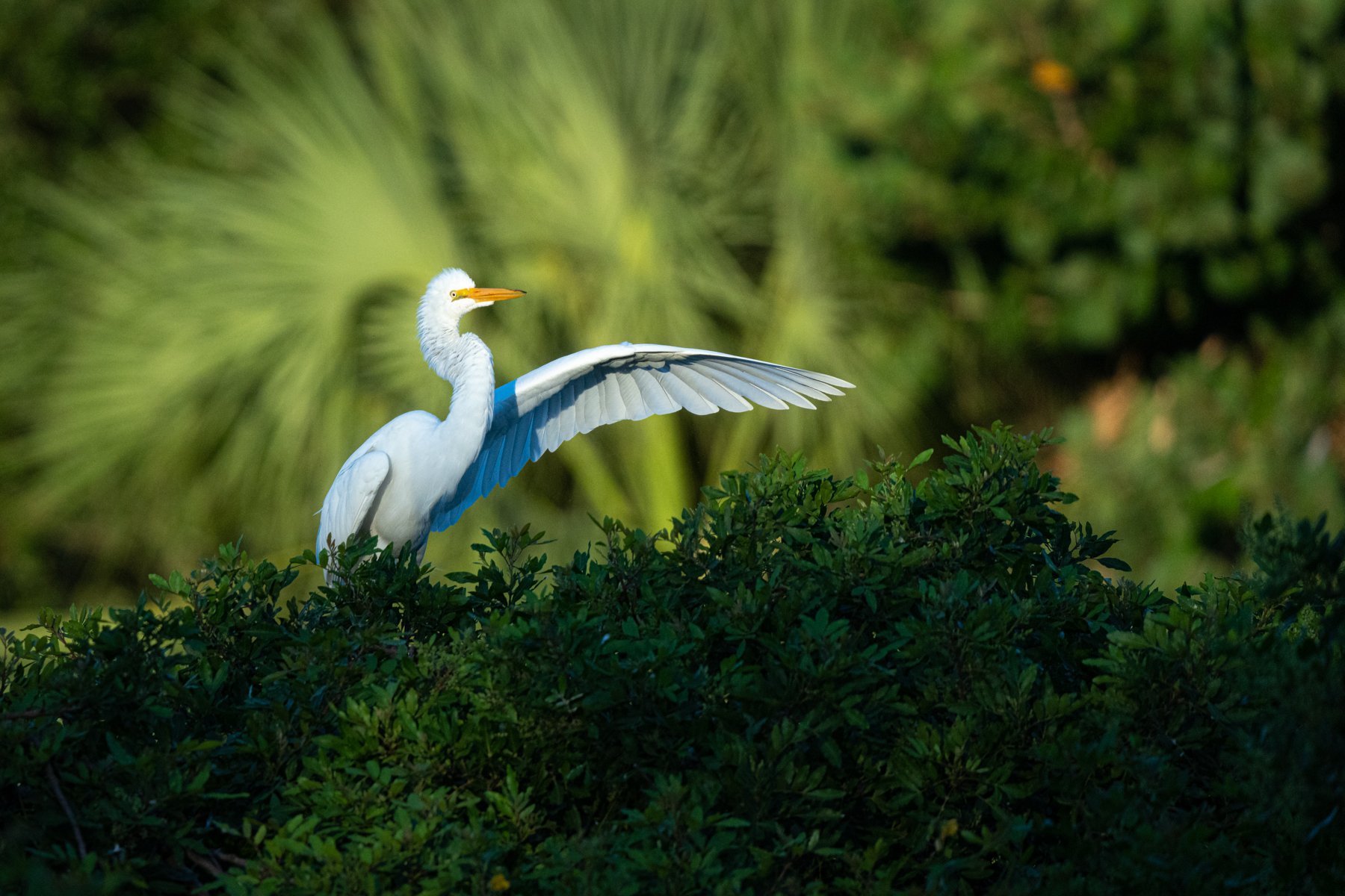 Venice Rookery - 4.jpg