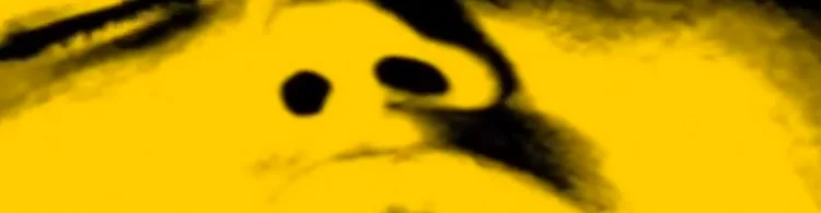 amanda-still.jpg