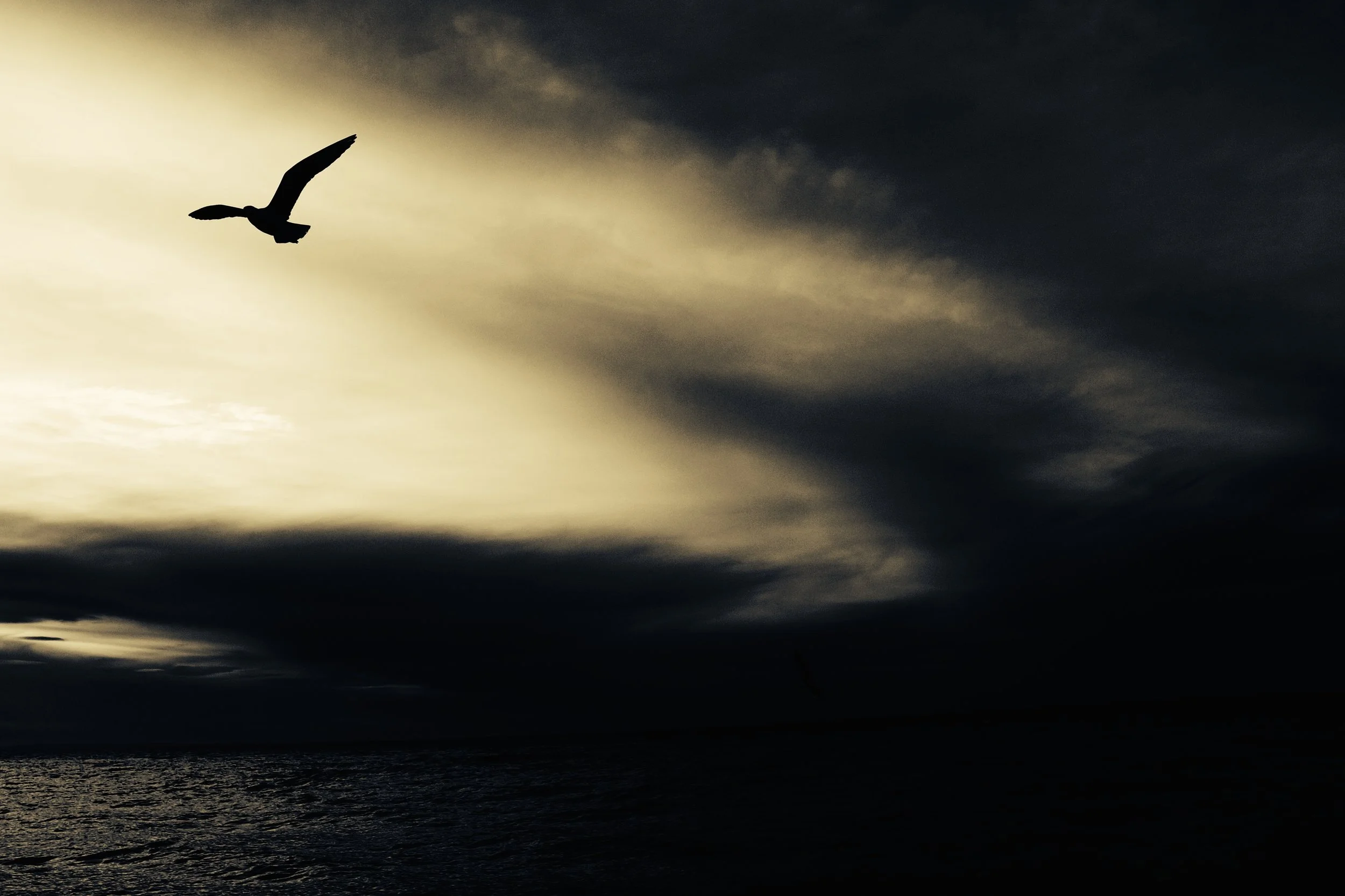 seagull-768785.jpg