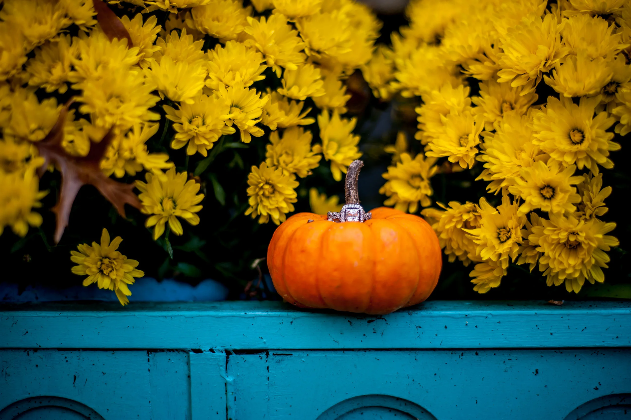 NJ Photographer | Spring Lake NJ Photographer
