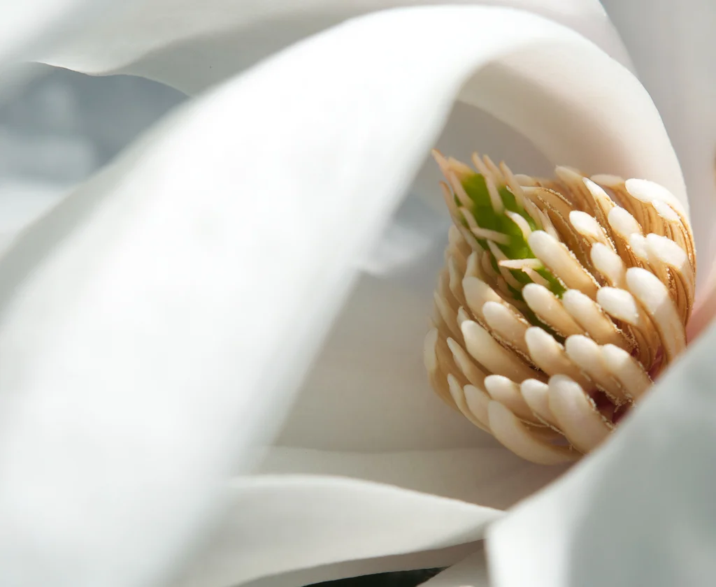 Star Magnolia II