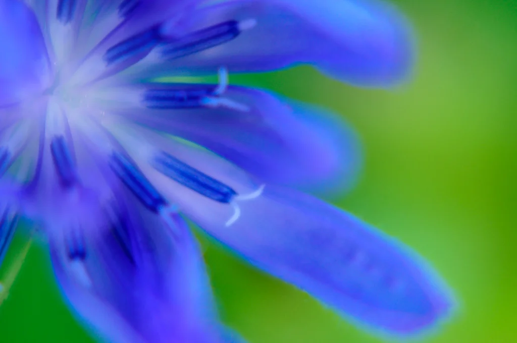 Chicory
