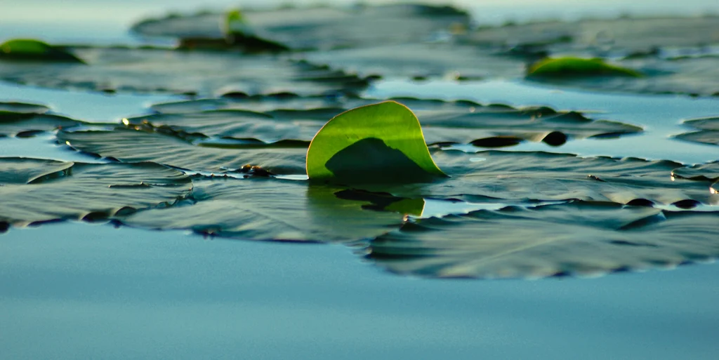 Lily Pad