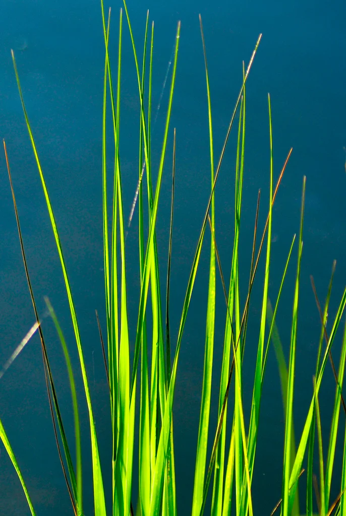 Pond Grasses