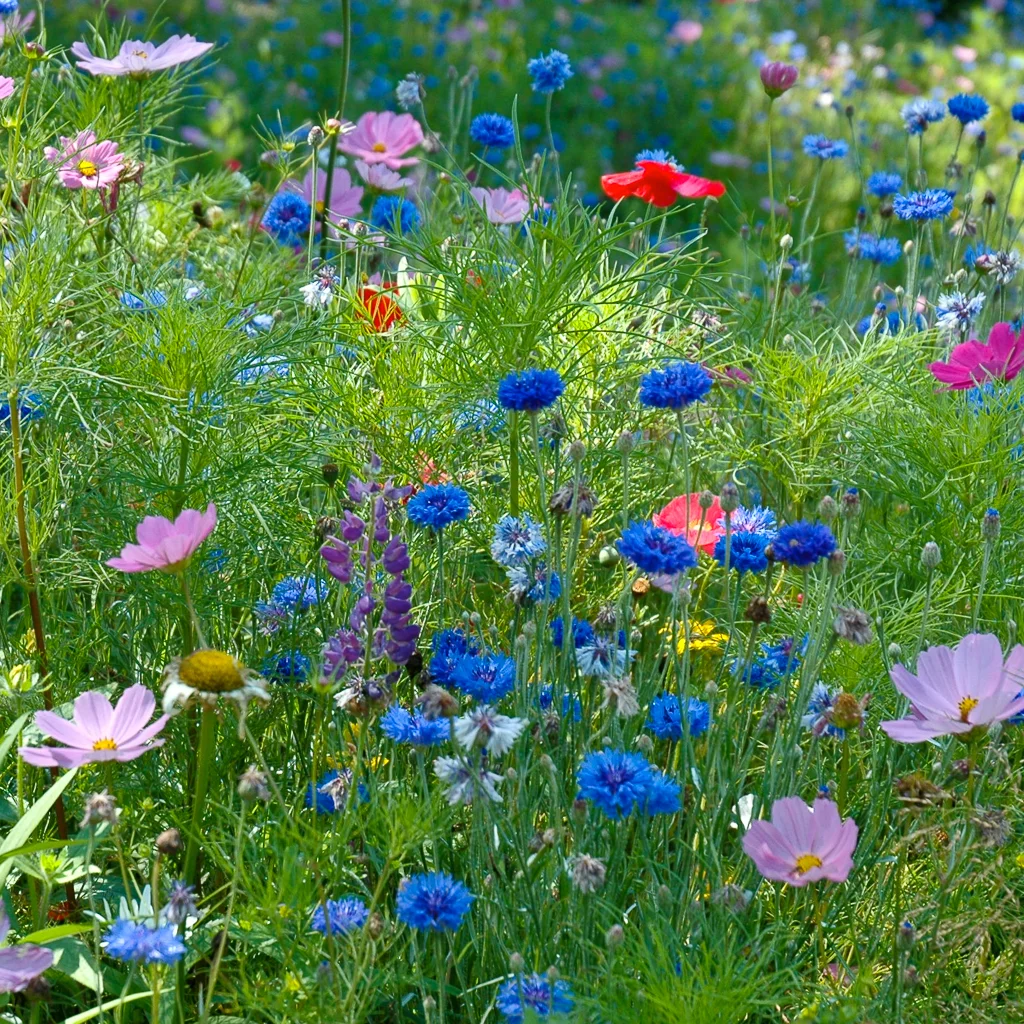 Susan's Wildflowers