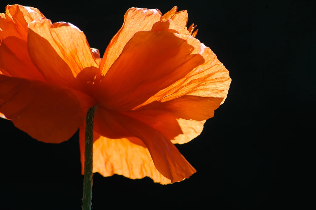 Karen's Poppy