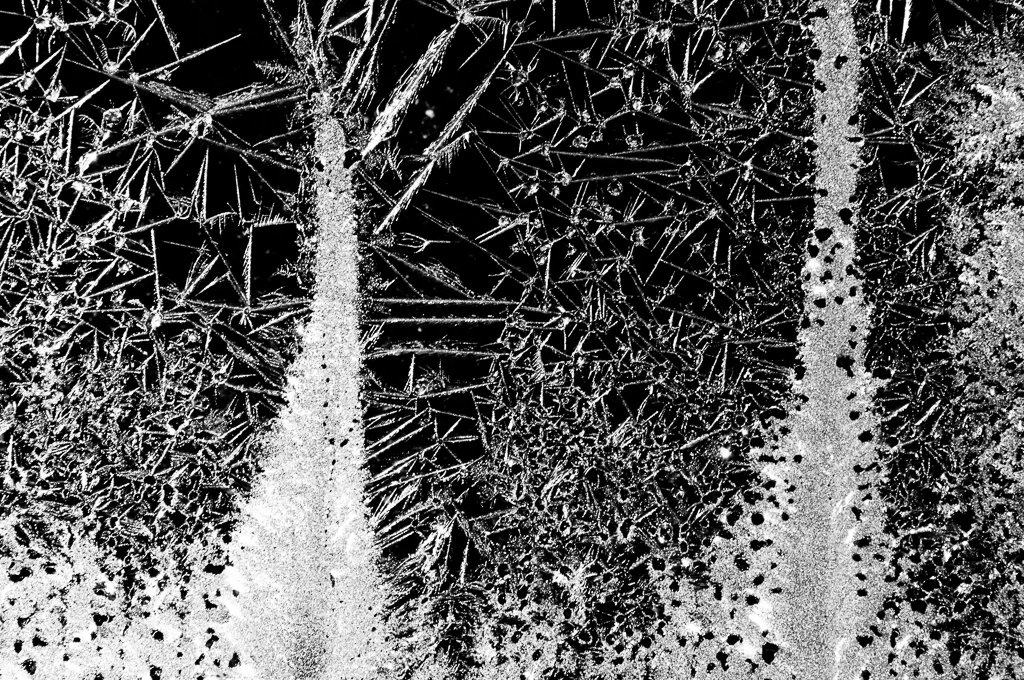 Frost