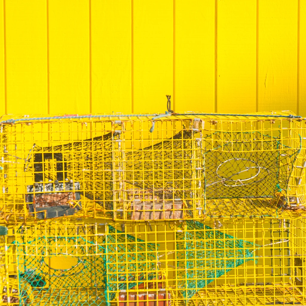 Yellow Traps