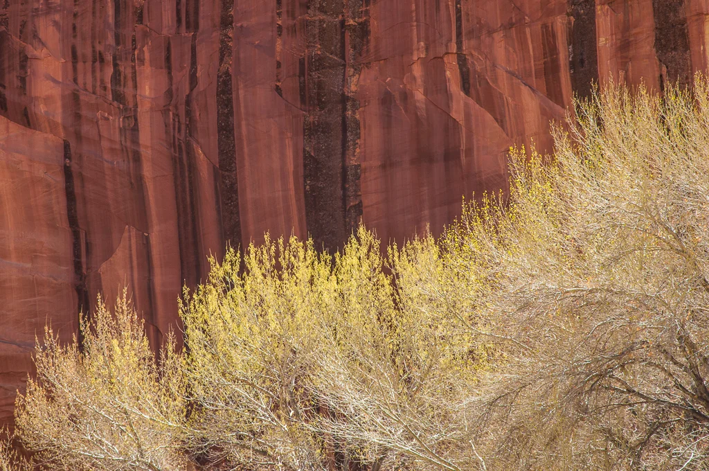 Spring color contrasts with the intricately patterned cliffs which surround deep canyons and vast vistas in Canyonlands National Park..