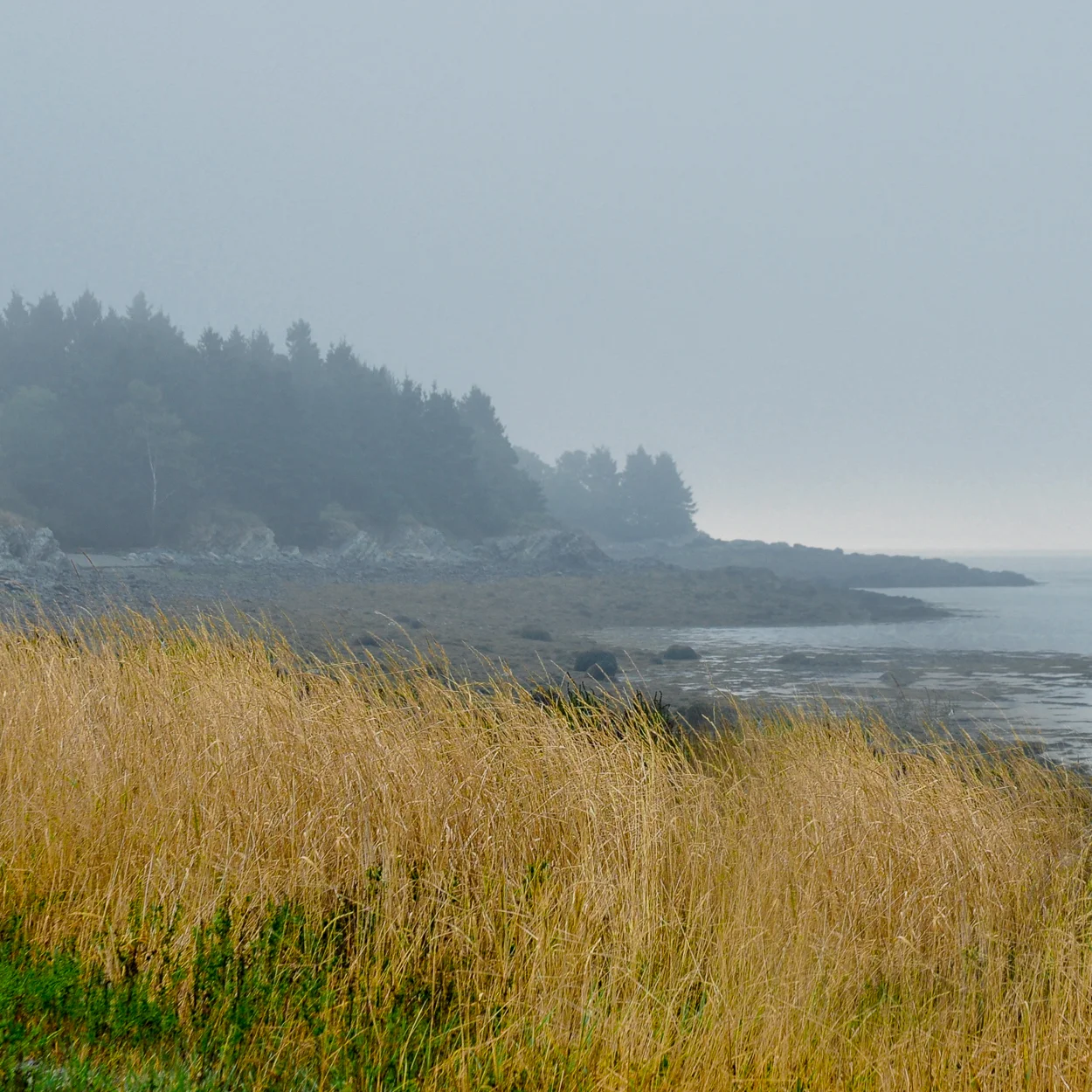 Foggy Morning - Cobscook Bay, Maine