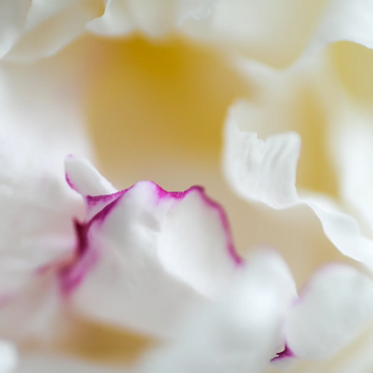 Peony