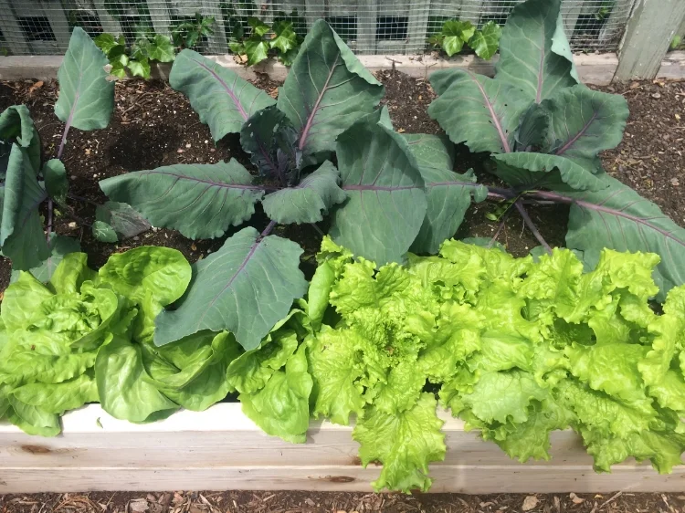 Purple cabbage and Mantilla lettuce. Both will be harvested in the coming weeks and replaced with carrot seed.