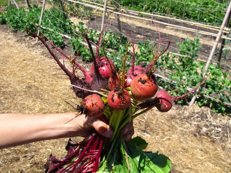 Spring beets.