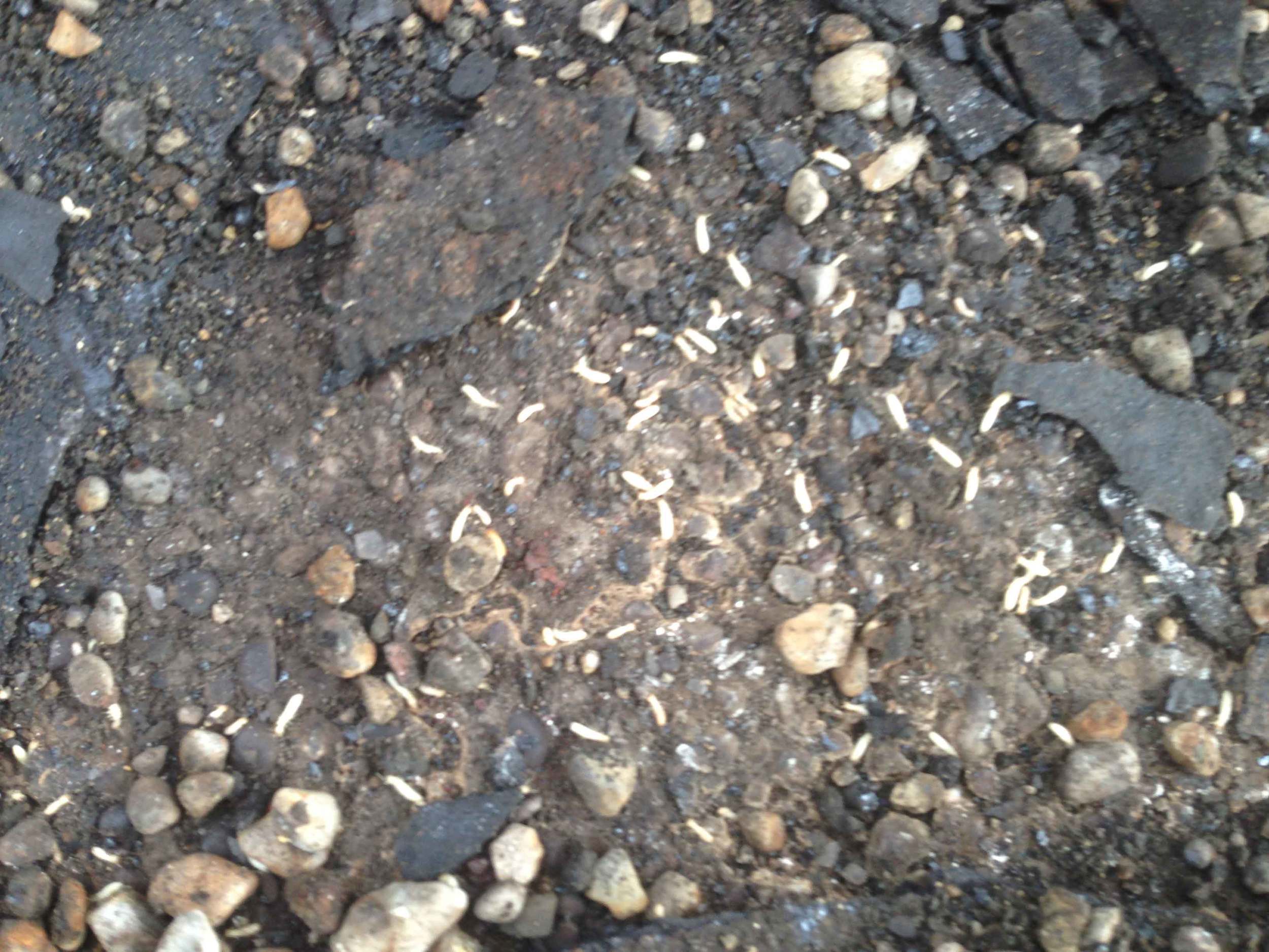 Termites in the layers of the roof