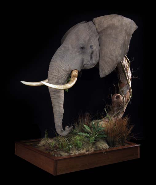 The Wildlife Gallery Custom Taxidermy Studio Elephant Taxidermy