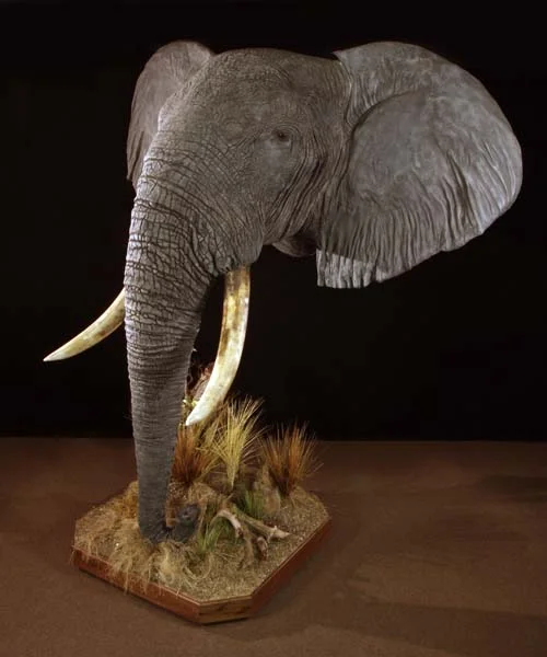 The Wildlife Gallery Custom Taxidermy Studio Elephant Taxidermy Photos The Wildlife Gallery