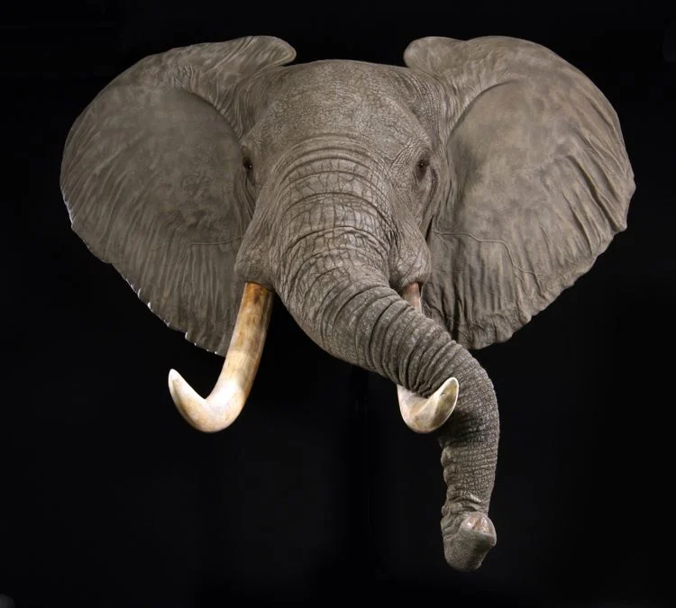 The Wildlife Gallery Custom Taxidermy Studio Elephant Taxidermy Photos The Wildlife Gallery