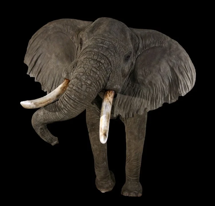 The Wildlife Gallery Custom Taxidermy Studio Elephant Taxidermy Photos The Wildlife Gallery
