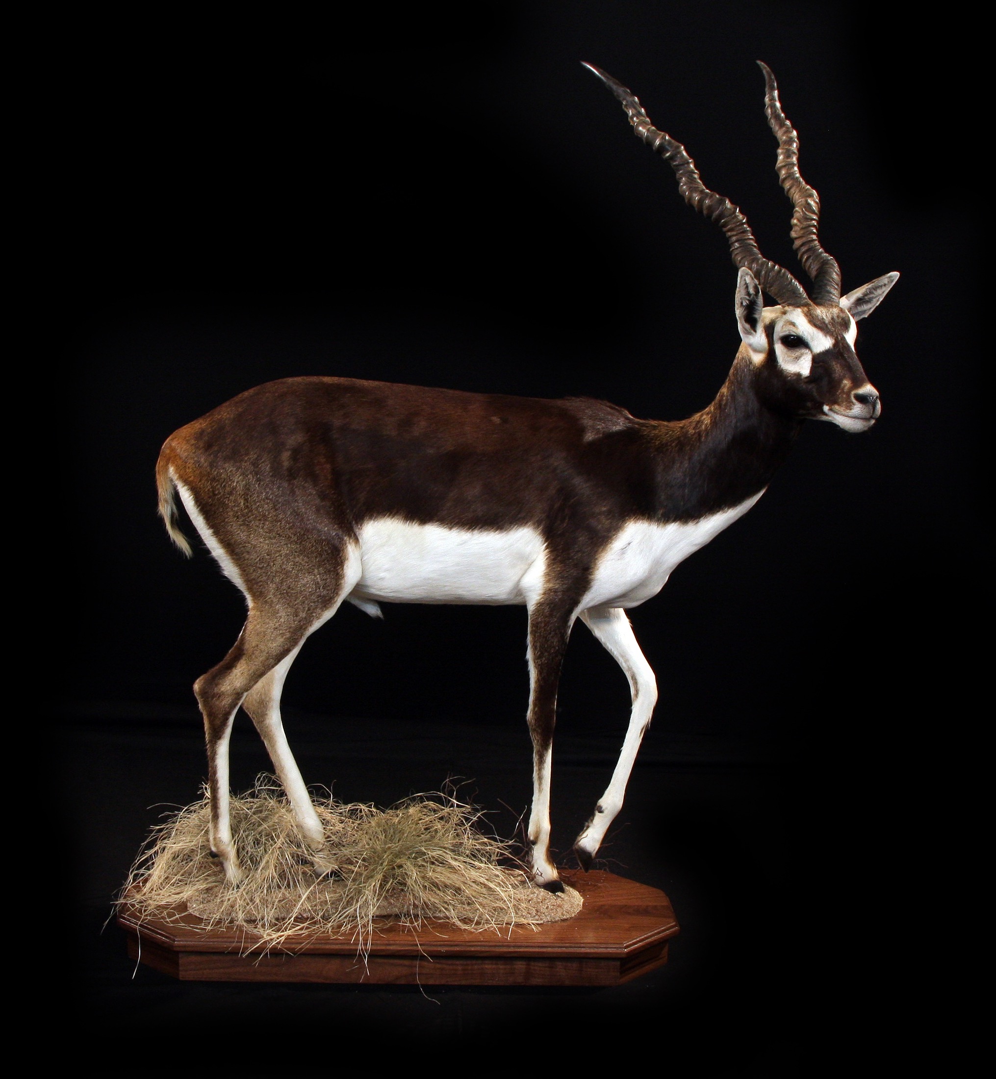 BLACKBUCK