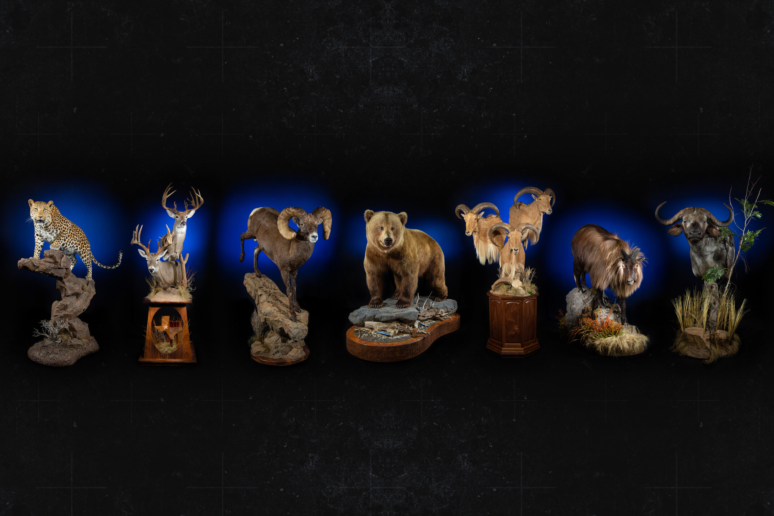 The Wildlife Gallery Custom Taxidermy Studio - North American Taxidermy  Photos